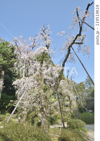 平安神宮の桜 119519619