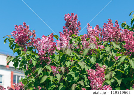 Lilac Bush Blooms in Spring at Daytime Lilac Bush Blooms in Spring at Daytime 119519662