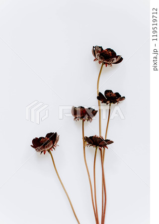 Delicate chocolate cosmos flowers on a long stem on a light background 119519712
