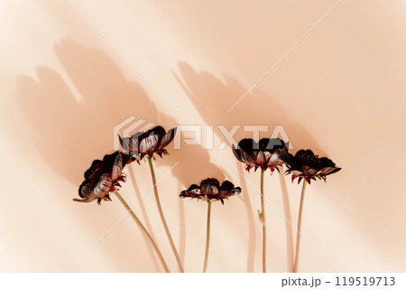 Delicate chocolate cosmos flowers on a long stem on a light beige background with beautiful shadows 119519713
