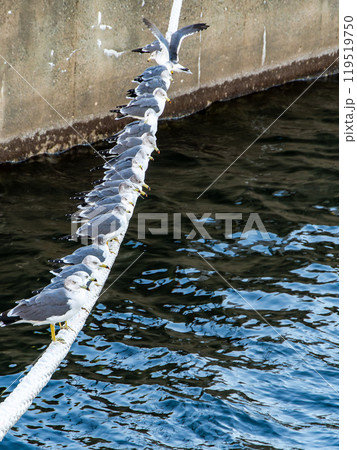 朝の港の景色　舫綱にとまるカモメたち 119519750