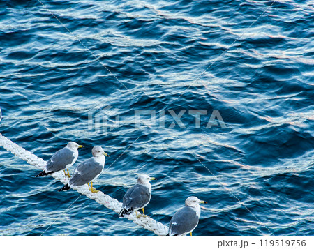 朝の港の景色　舫綱にとまるカモメたち 119519756