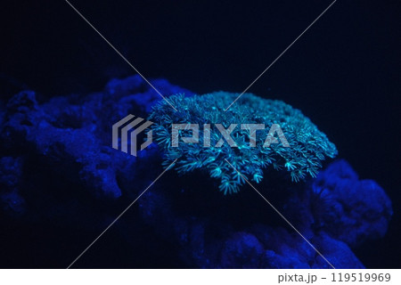 サンゴ サンゴ 119519969