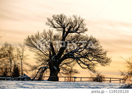 Scenic view silhouette of large old oak tree stands against golden sunset sky in Harz national park Germany on cold winter sunset evening. The snow-covered ground forest wood serene winter landscape 119520120