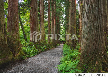 戸隠神社奥社参道の杉並木【長野市】 119520414