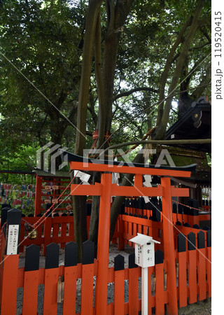 下鴨神社　相生社の連理の賢木 119520415