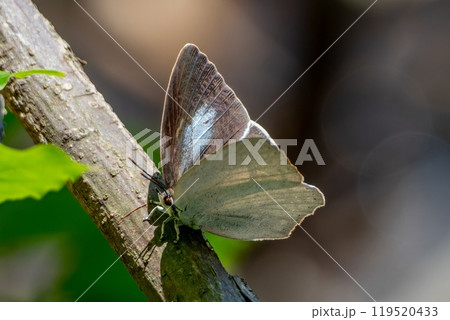 木の枝にとまったウラギンシジミのメス 119520433
