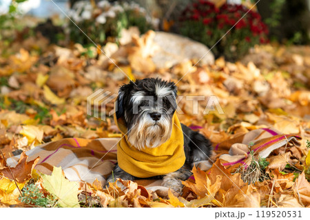 Schnauzer dog wearing yellow scarf lying on autumn leaves with a blanket in a garden Schnauzer dog wearing yellow scarf lying on autumn leaves with a blanket in a garden 119520531