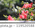 赤いツツジの花 119520588