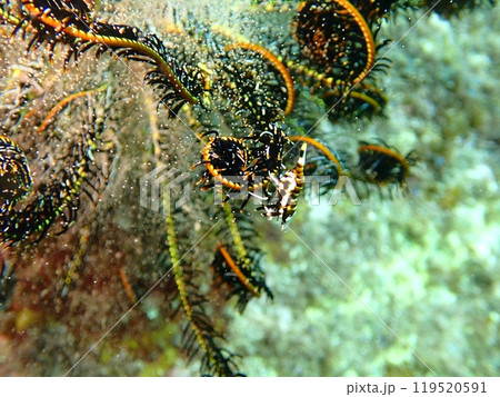海の中のハナウミシダの上で暮らすエビのラオメネス・コルヌトゥス 119520591