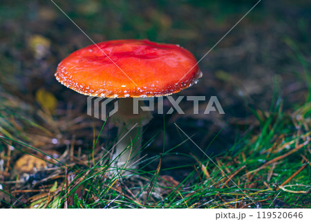 Mature Amanita Muscaria, Known as the Fly Agaric or Fly Amanita 119520646