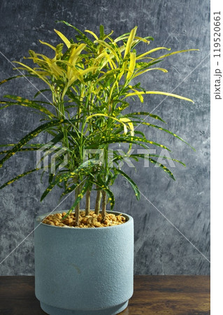 ダーク背景のクロトン ダーク背景のクロトン 119520661