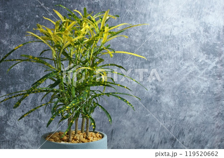 ダークのクロトン 119520662