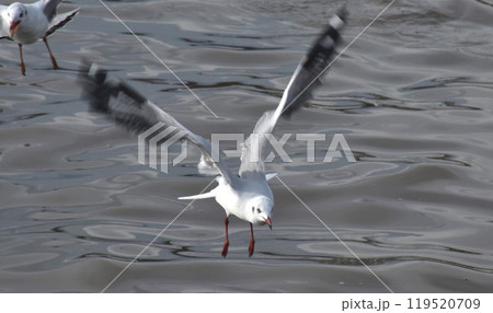 seagull evacuate in winter flying to feeding food on sea at Bang poo travel location in Thailand seagull evacuate in winter flying to feeding food on sea at Bang poo travel location in Thailand 119520709