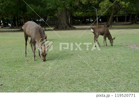 鹿 Deer / Japan 119520771