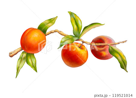 Some ripe peaches on a branch 119521014