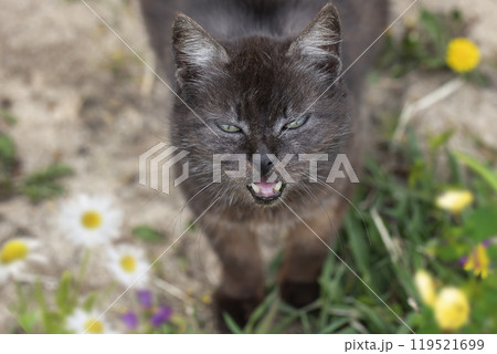 Funny old street cat on the grass. 119521699