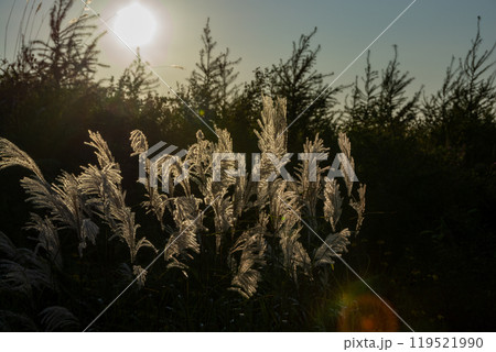 輝くススキの穂 119521990