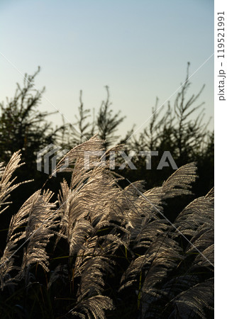 輝くススキの穂 119521991
