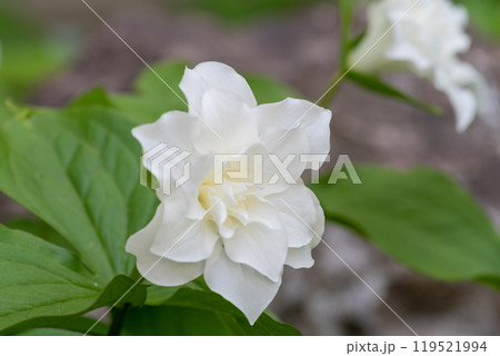 満開の白いヤエザキエンレイソウ 119521994