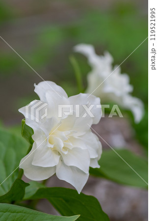 満開の白いヤエザキエンレイソウ 119521995