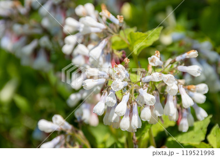 春の庭の白いコンフリーの花　ドワーフコンフリー 119521998