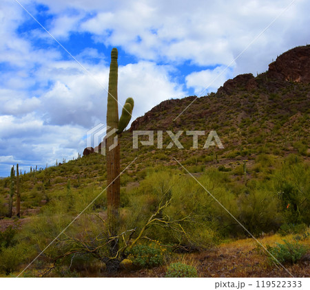 Sonora Desert Arizona Picacho Peak State Park Sonora Desert Arizona Picacho Peak State Park 119522333