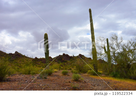 Sonora Desert Arizona Picacho Peak State Park Sonora Desert Arizona Picacho Peak State Park 119522334