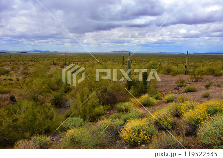 Sonora Desert Arizona Picacho Peak State Park Sonora Desert Arizona Picacho Peak State Park 119522335
