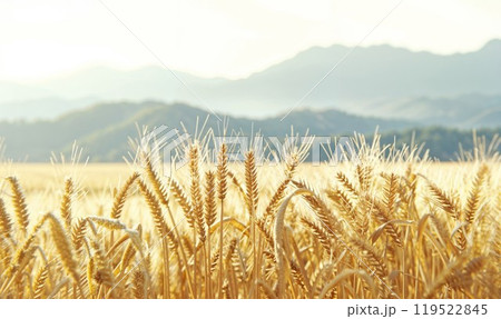A beautiful field of golden wheat with towering mountains in the background 119522845