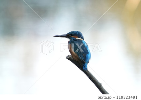 カワセミ カワセミ 119523491