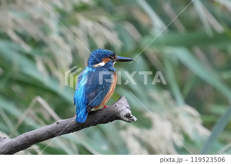 カワセミ 119523506