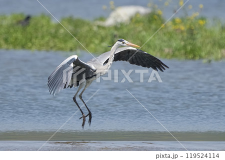アオサギ アオサギ 119524114