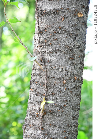 雑木林の中のヤマザクラ 119524518