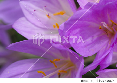 花を咲かせる初秋のイヌサフラン 花を咲かせる初秋のイヌサフラン 119525007