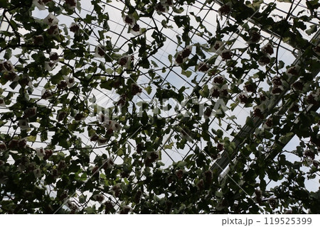 葡萄 葡萄 119525399