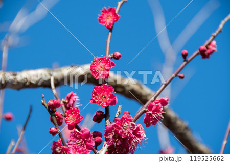 青空に映える紅梅 119525662