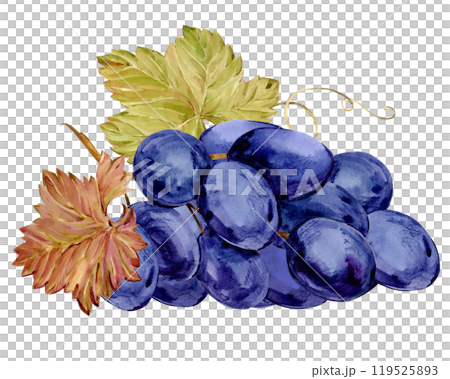 Watercolor blue grapes. Illustration of a bunch of grapes with purple berries and leaves lying on a table. Grape symbol for wine, juice, jam labels. Clipart for a winery, cafe, restaurant. Watercolor blue grapes. Illustration of a bunch of grapes with purple berries and leaves lying on a table. Grape symbol for wine, juice, jam labels. Clipart for a winery, cafe, restaurant. 119525893