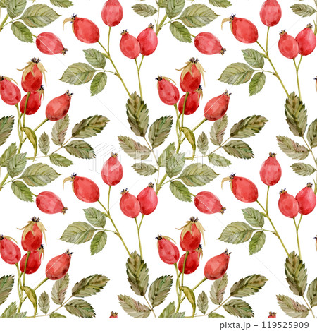 Watercolor dog-rose Briar pattern, berries and green leaves isolated on white background. Hand drawn botanical briar brunches. Clipart for herbal tea label. Watercolor dog-rose Briar pattern, berries and green leaves isolated on white background. Hand drawn botanical briar brunches. Clipart for herbal tea label. 119525909