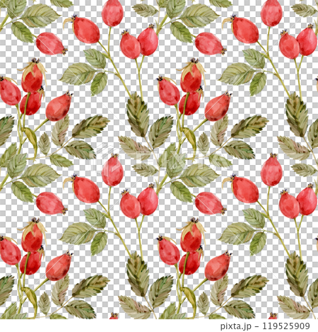 Watercolor dog-rose Briar pattern, berries and green leaves isolated on white background. Hand drawn botanical briar brunches. Clipart for herbal tea label. Watercolor dog-rose Briar pattern, berries and green leaves isolated on white background. Hand drawn botanical briar brunches. Clipart for herbal tea label. 119525909