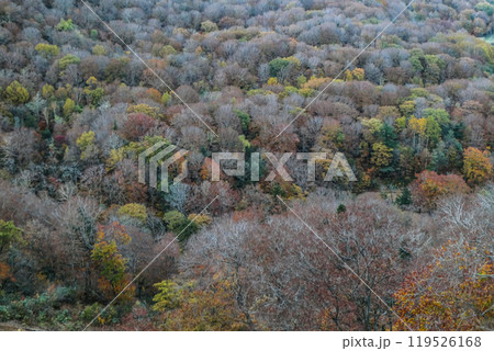 岩手県八幡平の渋いパッチワークのような黄葉 岩手県八幡平の渋いパッチワークのような黄葉 119526168