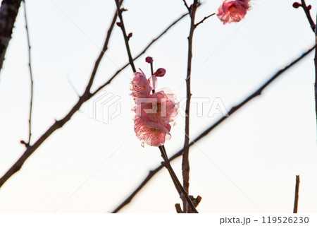 薄明かりに浮かぶ梅の花 119526230