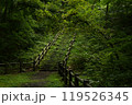 鬱蒼とした森への階段 119526345