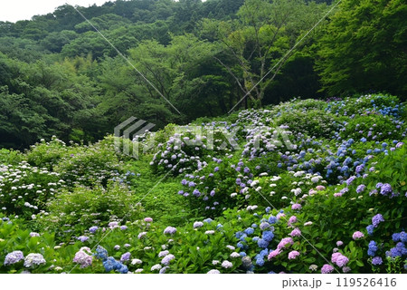 高知県仁淀川町　大渡ダム湖畔の公園で静かに咲いて雨を待つ紫陽花の群れ 119526416