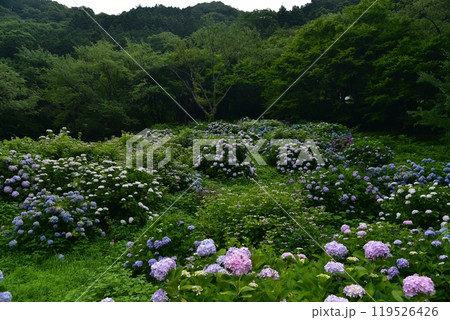 高知県仁淀川町 大渡ダム湖畔の公園で静かに咲いて雨を待つ紫陽花の群れ 高知県仁淀川町 大渡ダム湖畔の公園で静かに咲いて雨を待つ紫陽花の群れ 119526426