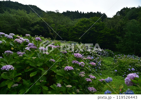 高知県仁淀川町 大渡ダム湖畔の公園で静かに咲いて雨を待つ紫陽花の群れ 高知県仁淀川町 大渡ダム湖畔の公園で静かに咲いて雨を待つ紫陽花の群れ 119526443