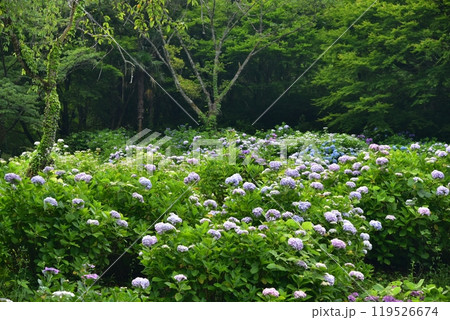 高知県仁淀川町 大渡ダム湖畔の公園に咲いて雨を待つ紫陽花たち 高知県仁淀川町 大渡ダム湖畔の公園に咲いて雨を待つ紫陽花たち 119526674