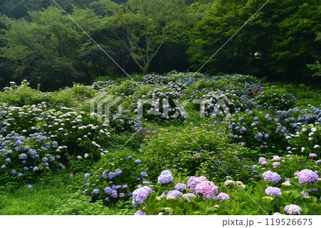 高知県仁淀川町 大渡ダム湖畔の公園に咲いて雨を待つ紫陽花たち 高知県仁淀川町 大渡ダム湖畔の公園に咲いて雨を待つ紫陽花たち 119526675