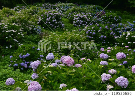 高知県仁淀川町 大渡ダム湖畔の公園に咲いて雨を待つ紫陽花たち 高知県仁淀川町 大渡ダム湖畔の公園に咲いて雨を待つ紫陽花たち 119526686