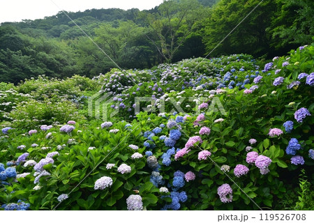 高知県仁淀川町　大渡ダム湖畔の公園に咲いて雨を待つ紫陽花たち 119526708